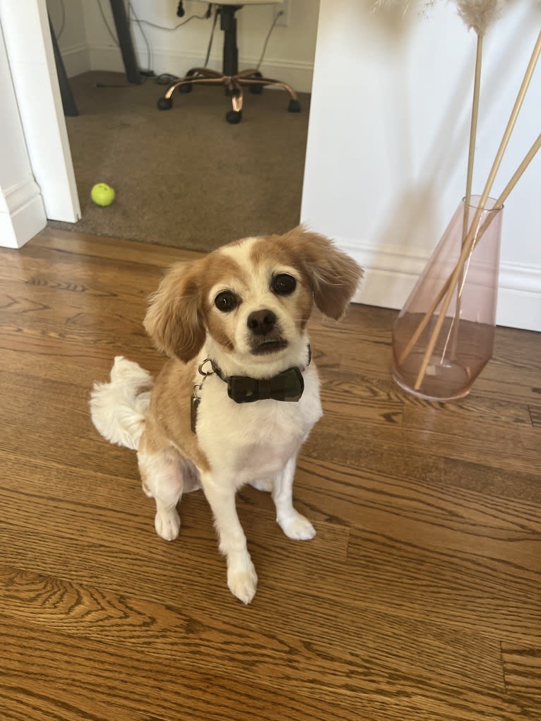 Otis, a Cavapoo tested with EmbarkVet.com