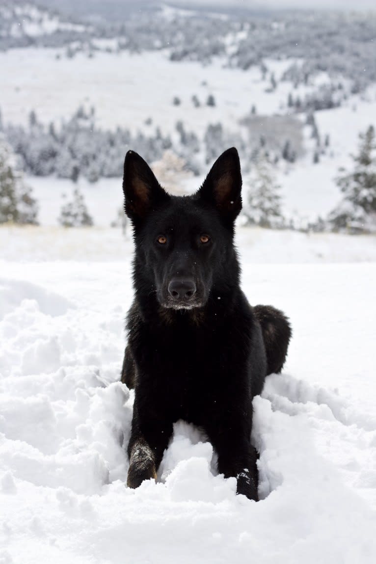 Balto, a German Shepherd Dog tested with EmbarkVet.com