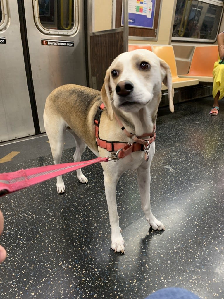 Daphne, an American Foxhound and English Foxhound mix tested with EmbarkVet.com