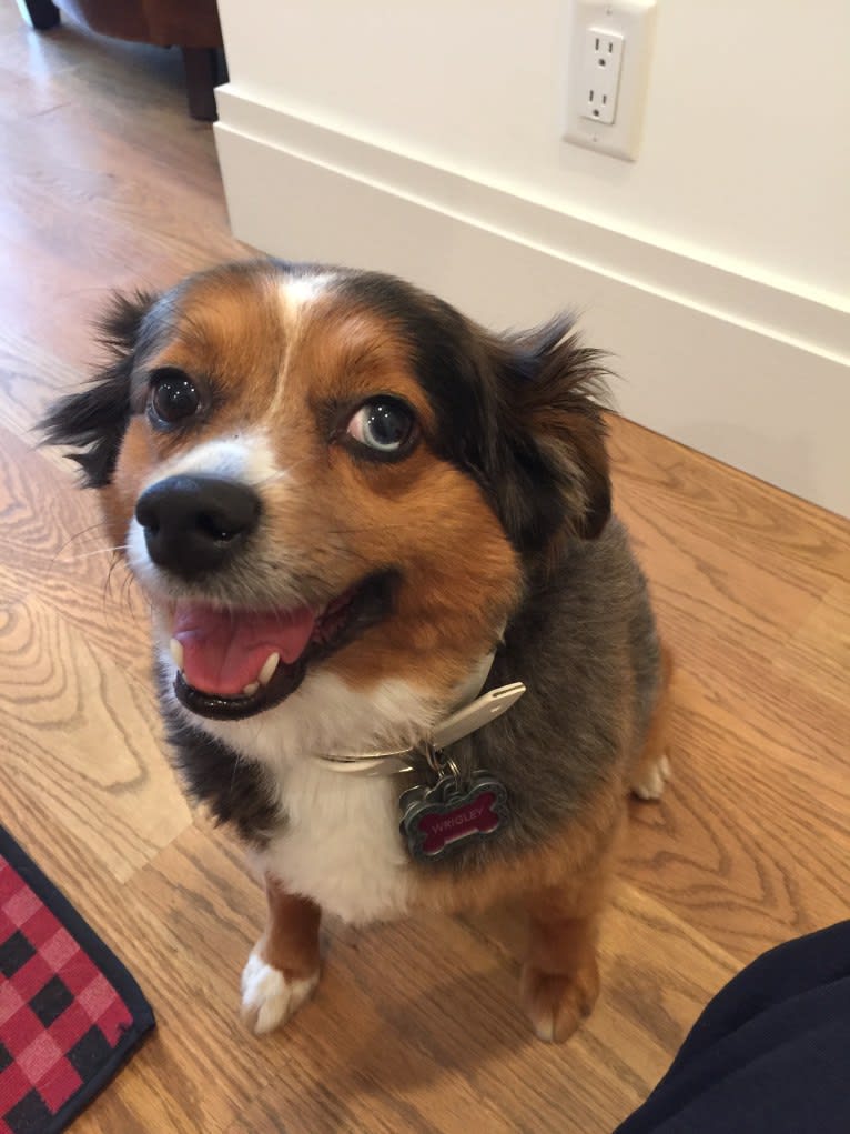 Wrigley, an Australian Shepherd tested with EmbarkVet.com