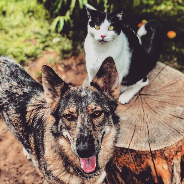 Riley, a German Shepherd Dog and Siberian Husky mix tested with EmbarkVet.com