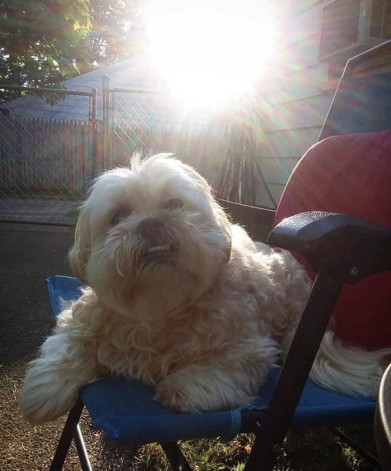 Ziggy Stardust, a Lhasa Apso and Shih Tzu mix tested with EmbarkVet.com