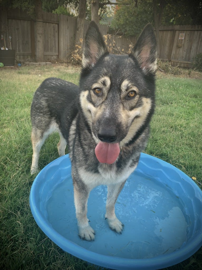 Gizmo, a Siberian Husky and German Shepherd Dog mix tested with EmbarkVet.com