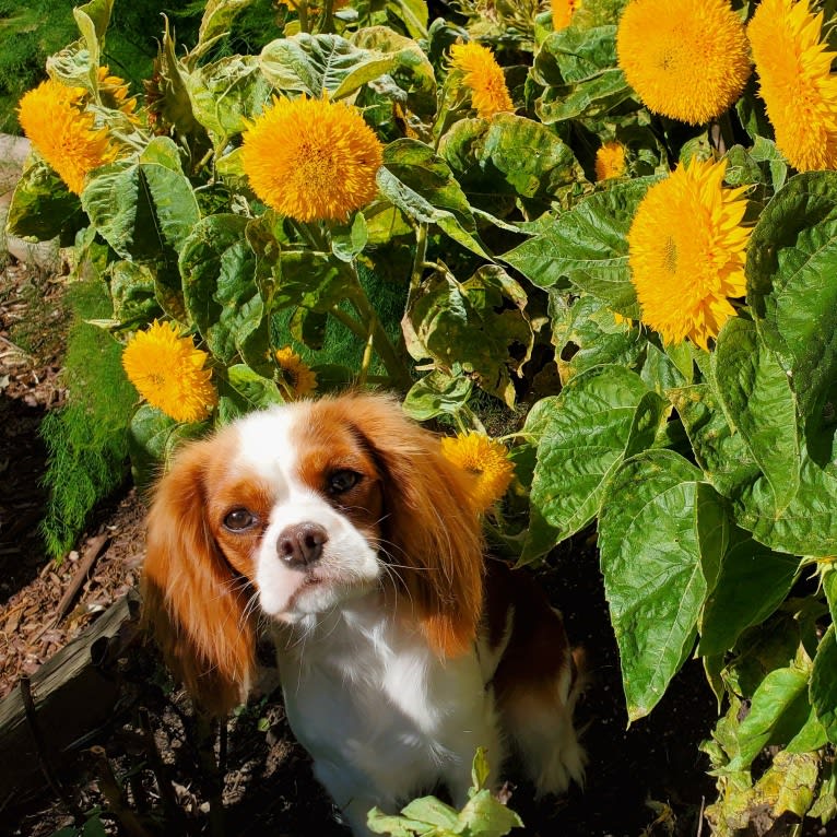 Princess Amelia the First (Millie), a Cavalier King Charles Spaniel tested with EmbarkVet.com