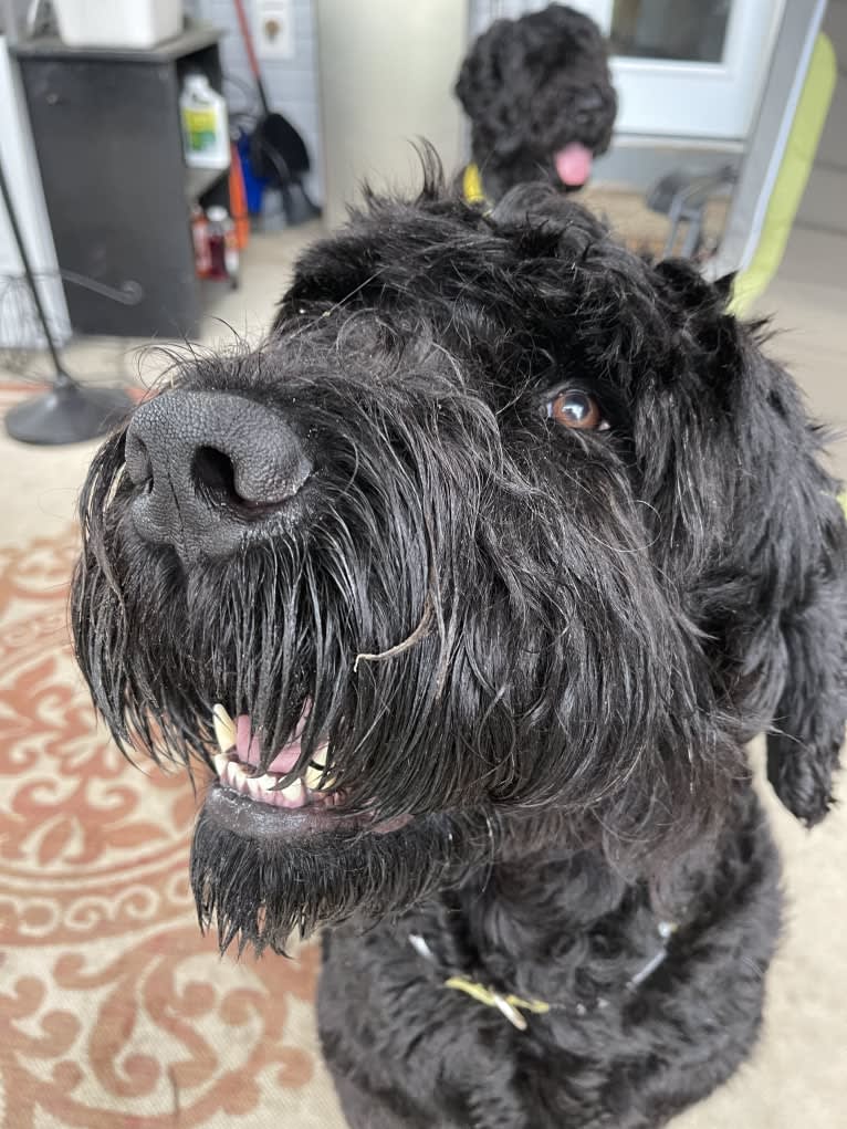 BARRY, a Black Russian Terrier tested with EmbarkVet.com