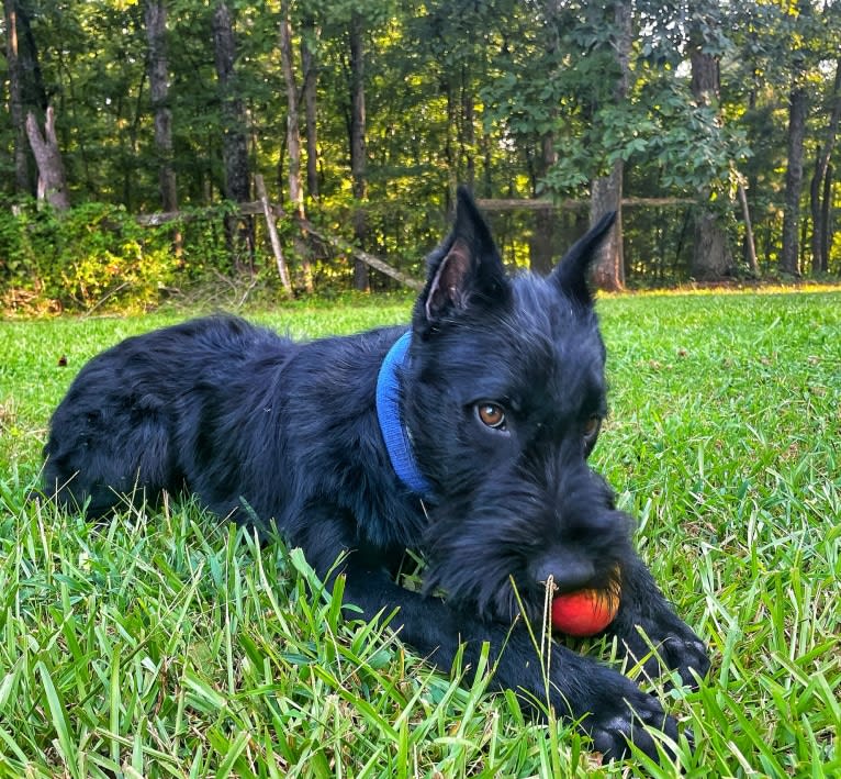 Vaatu, a Black Russian Terrier and Belgian Malinois mix tested with EmbarkVet.com