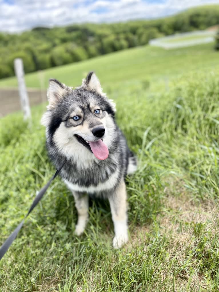 Sapphire, a Pomsky tested with EmbarkVet.com