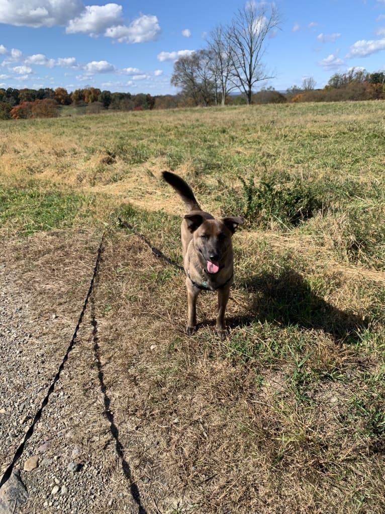 Gracie, an American Pit Bull Terrier and Labrador Retriever mix tested with EmbarkVet.com