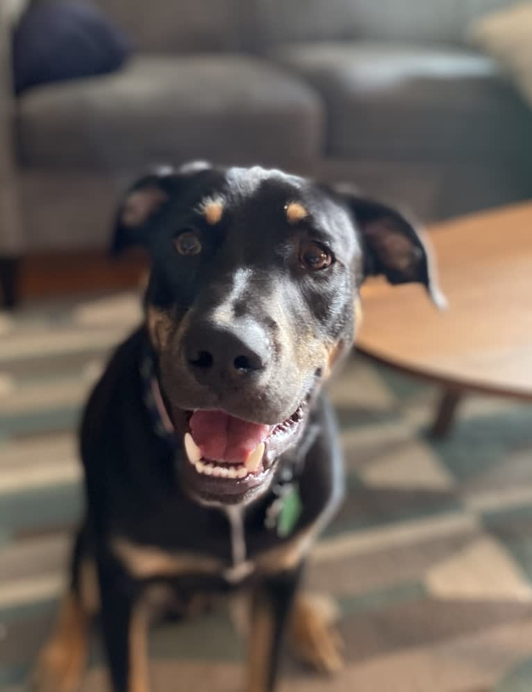 Cooper, an American Pit Bull Terrier and Labrador Retriever mix tested with EmbarkVet.com