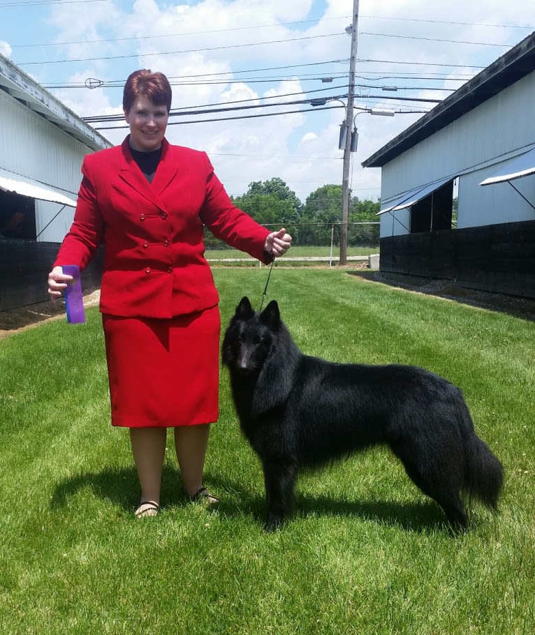 Auggie, a Belgian Shepherd tested with EmbarkVet.com