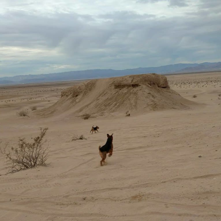 Kratos, an Airedale Terrier tested with EmbarkVet.com