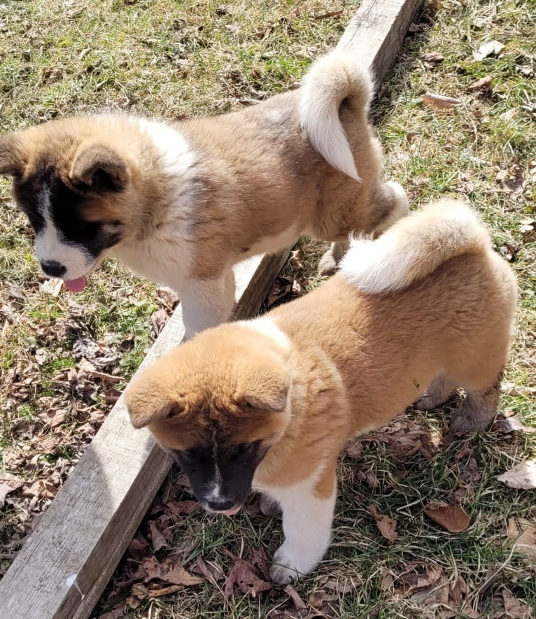 Geena, an Akita tested with EmbarkVet.com