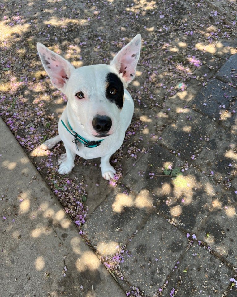 Alfredo, a Rat Terrier and Russell-type Terrier mix tested with EmbarkVet.com