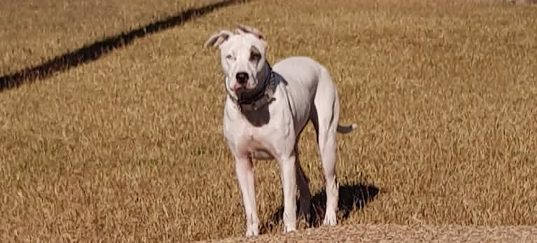 Zeus, an American Pit Bull Terrier and Australian Cattle Dog mix tested with EmbarkVet.com