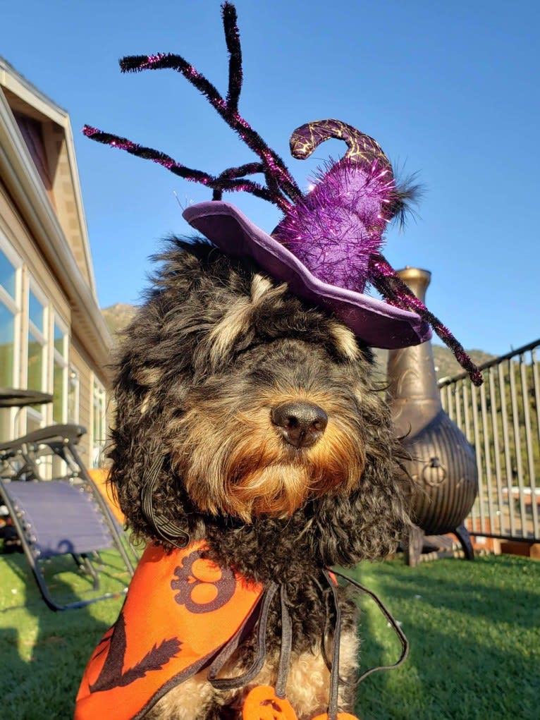 Huiterty Dixie Tulip, a Cockapoo tested with EmbarkVet.com