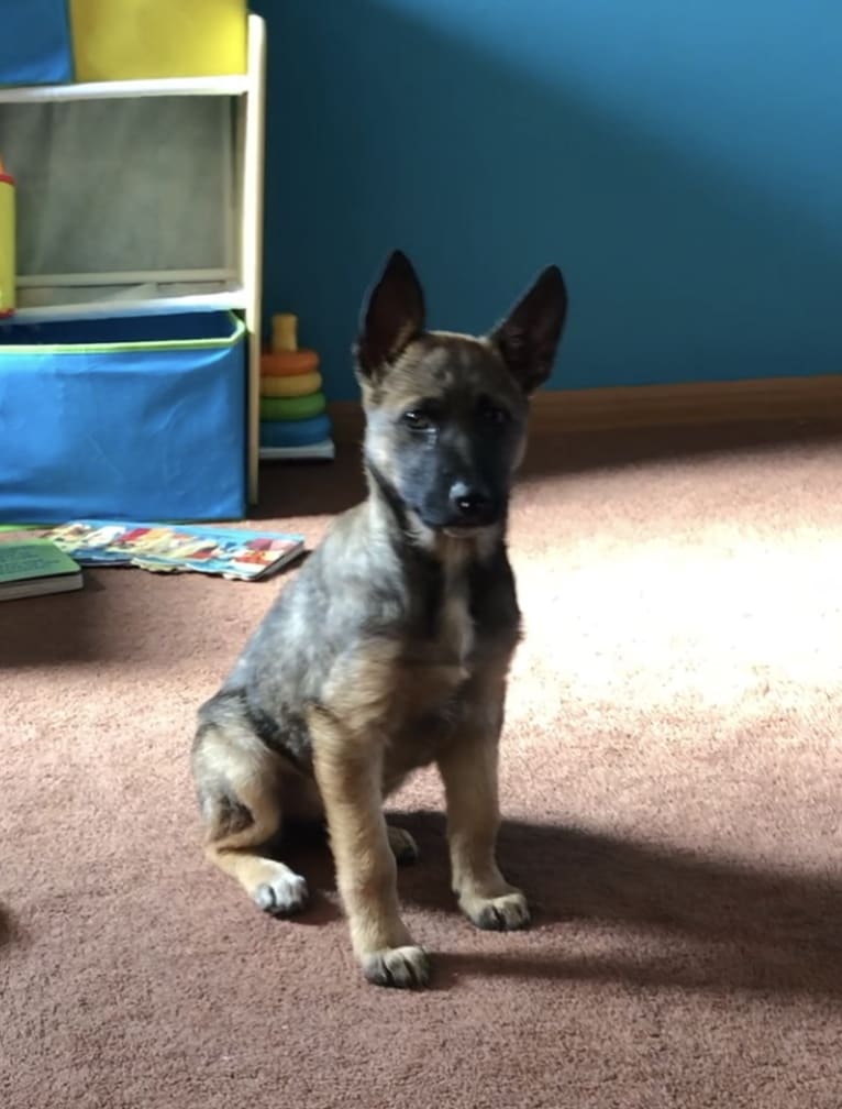 Tala, a German Shepherd Dog and Australian Cattle Dog mix tested with EmbarkVet.com