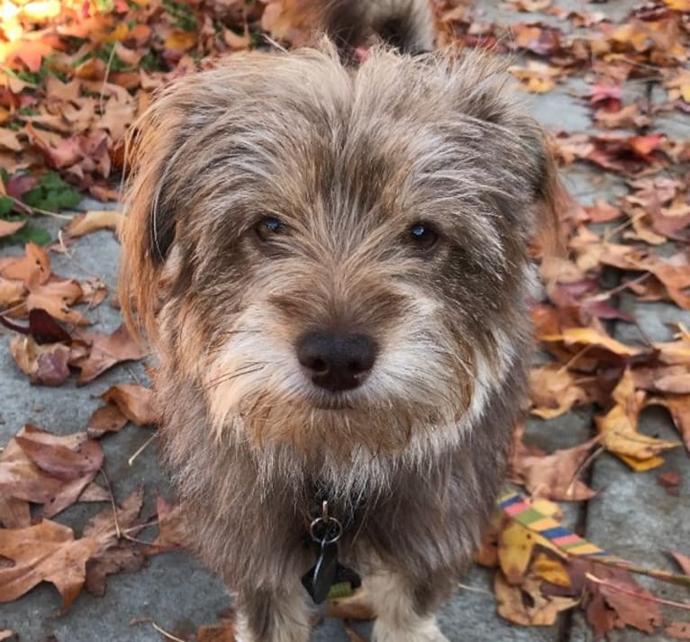 Mr. Brown, a Pomeranian and Poodle (Small) mix tested with EmbarkVet.com