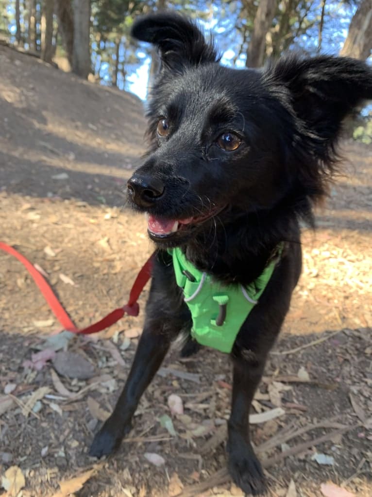 Jasper, a Poodle (Small) and Chihuahua mix tested with EmbarkVet.com