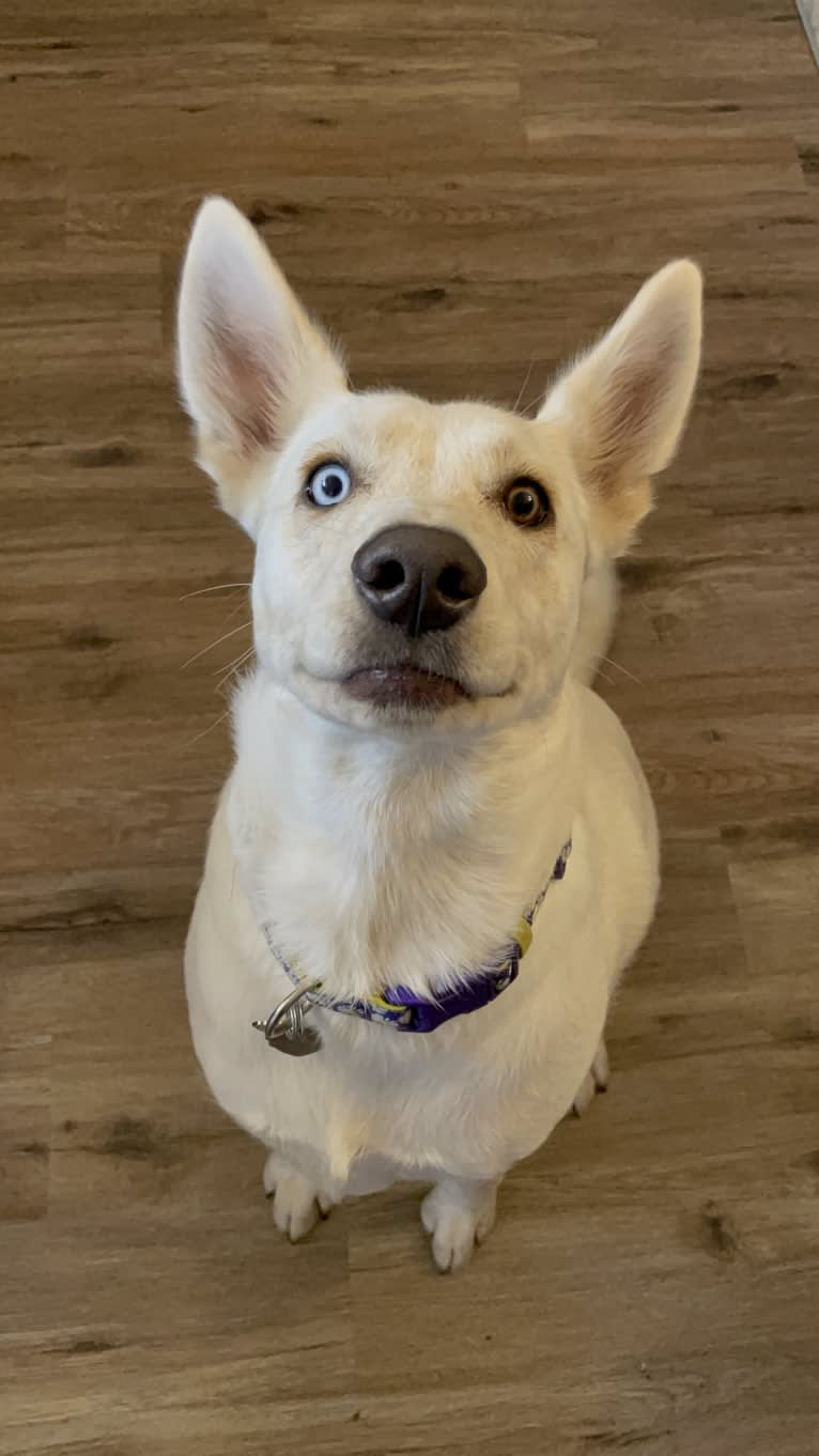 Princess Luna Rose, an Australian Cattle Dog and Siberian Husky mix tested with EmbarkVet.com