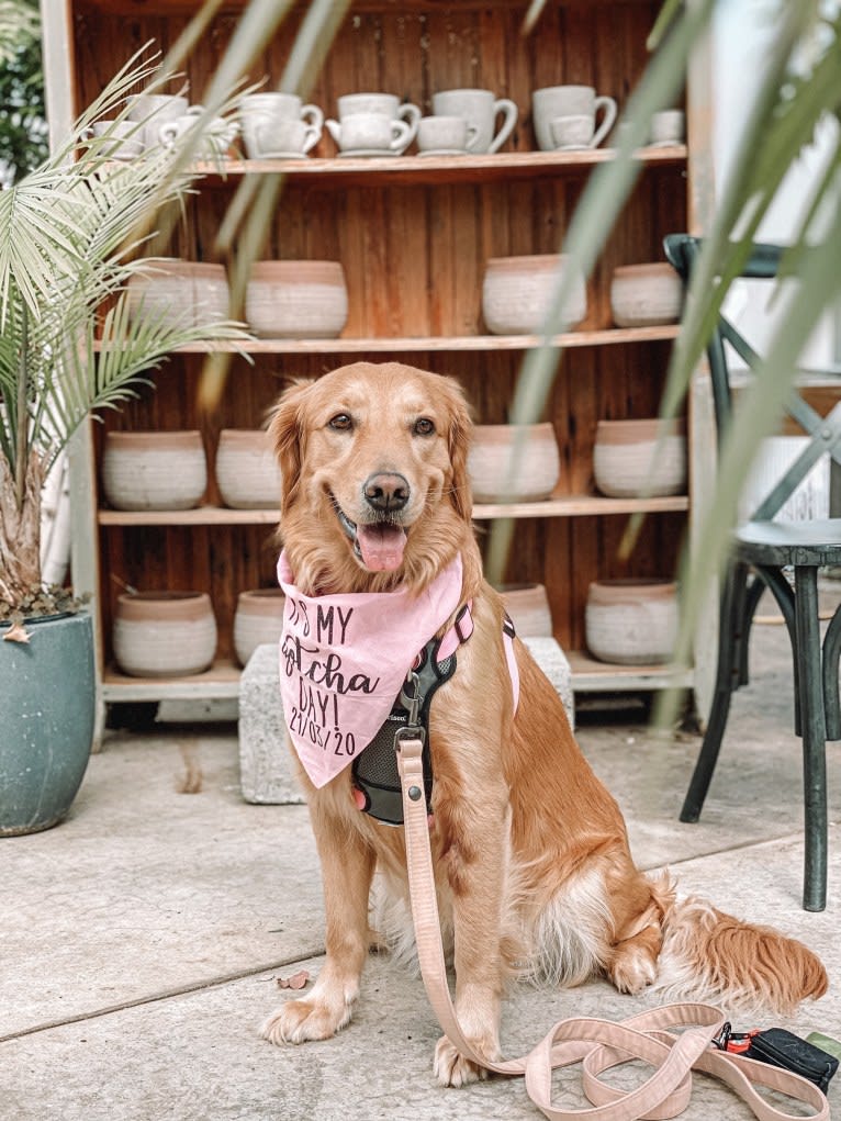 Marley, a Golden Retriever tested with EmbarkVet.com