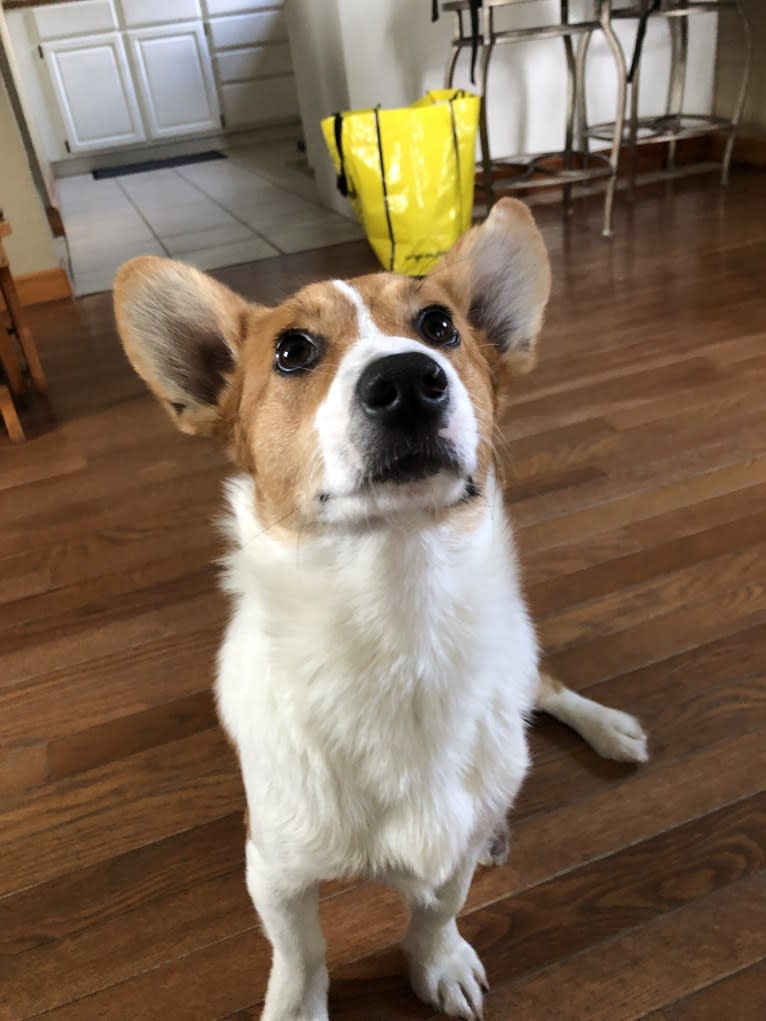 Franklin, a Pembroke Welsh Corgi tested with EmbarkVet.com