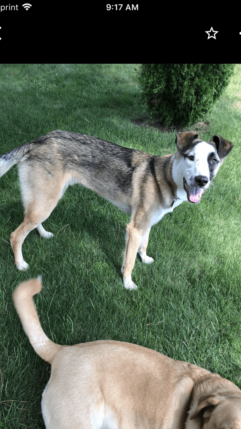 Nisso, a West Asian Village Dog tested with EmbarkVet.com