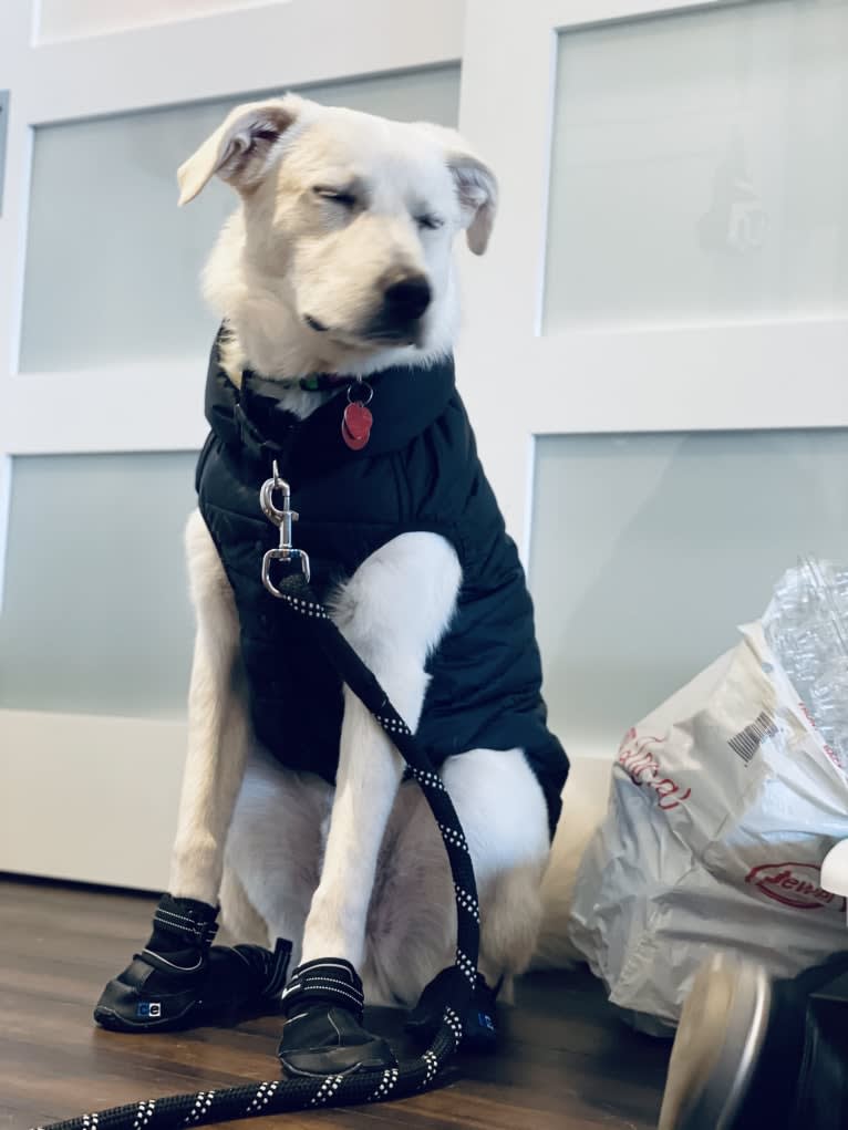 Lucky, a Great Pyrenees and German Shepherd Dog mix tested with EmbarkVet.com