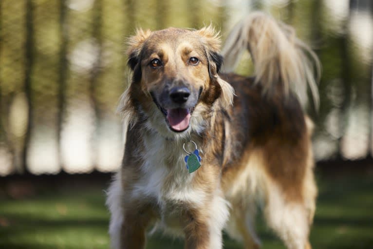 Amber, an European Village Dog tested with EmbarkVet.com
