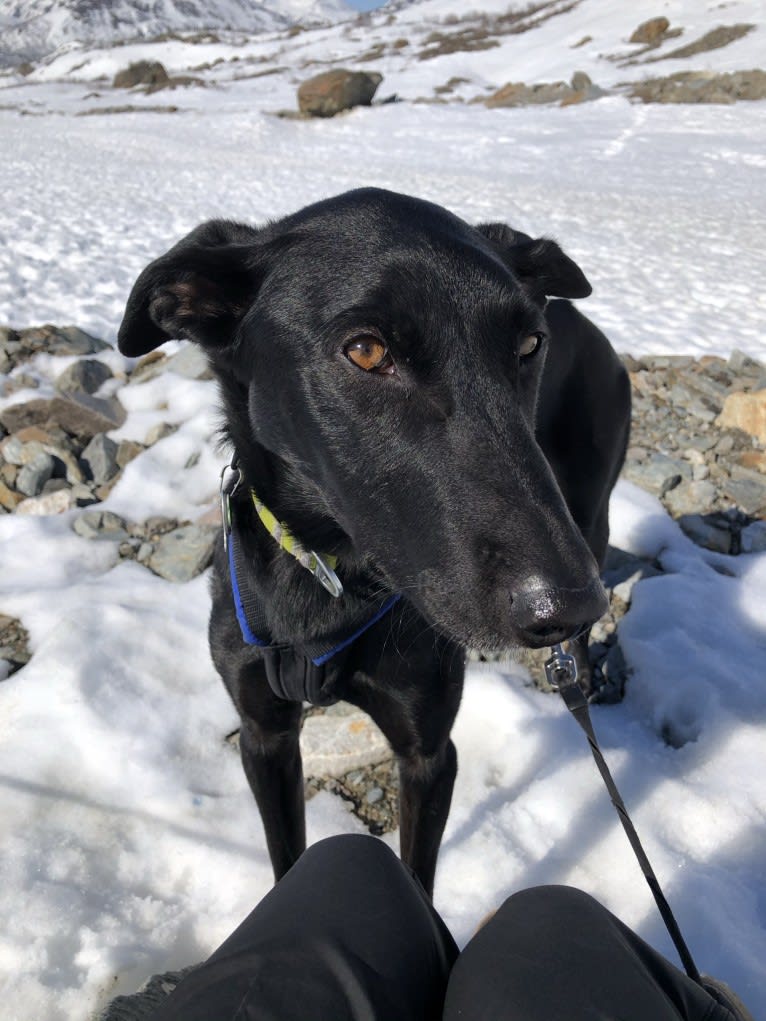 Spud, an Alaskan-type Husky and German Shorthaired Pointer mix tested with EmbarkVet.com