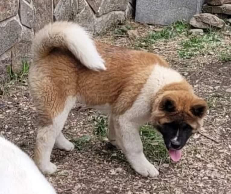 Geena, an Akita tested with EmbarkVet.com