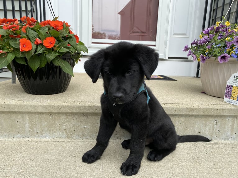 Otto (Othello), a German Shepherd Dog and Newfoundland mix tested with EmbarkVet.com