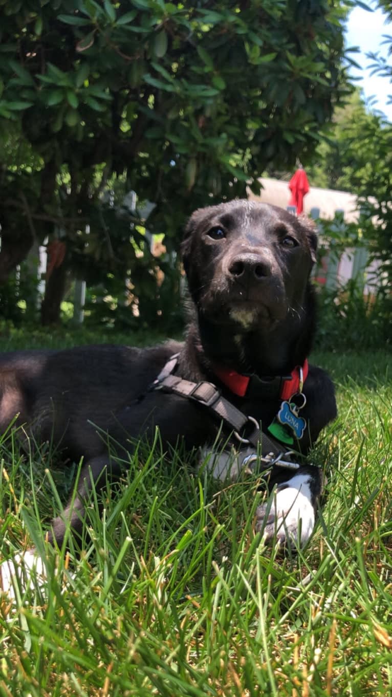 Luna, a Rat Terrier and Chihuahua mix tested with EmbarkVet.com