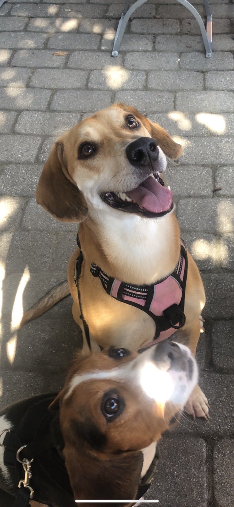 Sake, a Mountain Cur and Redbone Coonhound mix tested with EmbarkVet.com