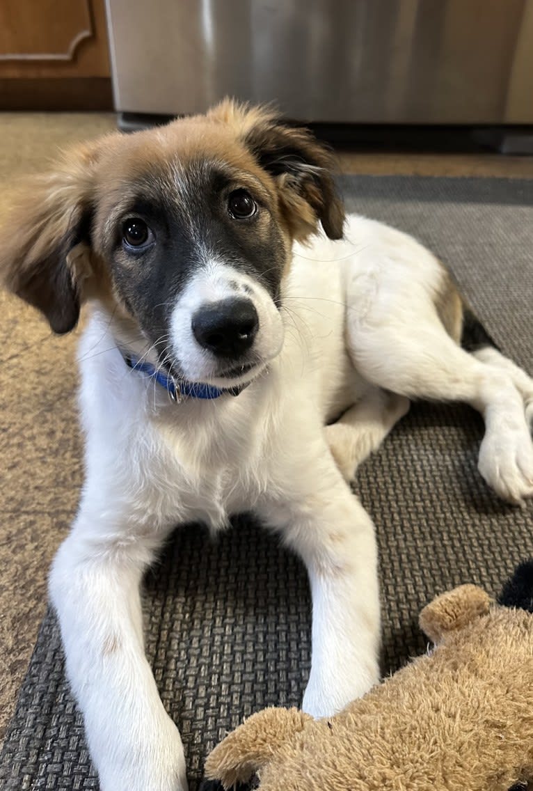 Domino, a Great Pyrenees and Australian Shepherd mix tested with EmbarkVet.com