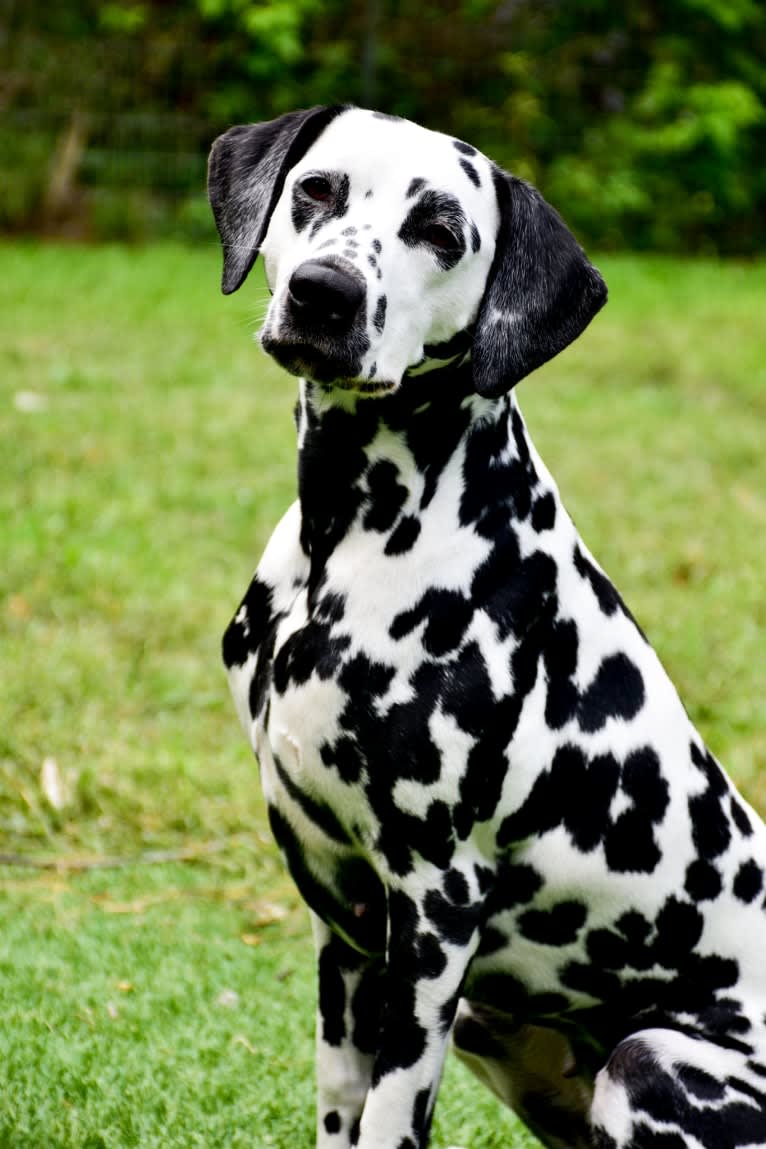 Leilani, a Dalmatian tested with EmbarkVet.com