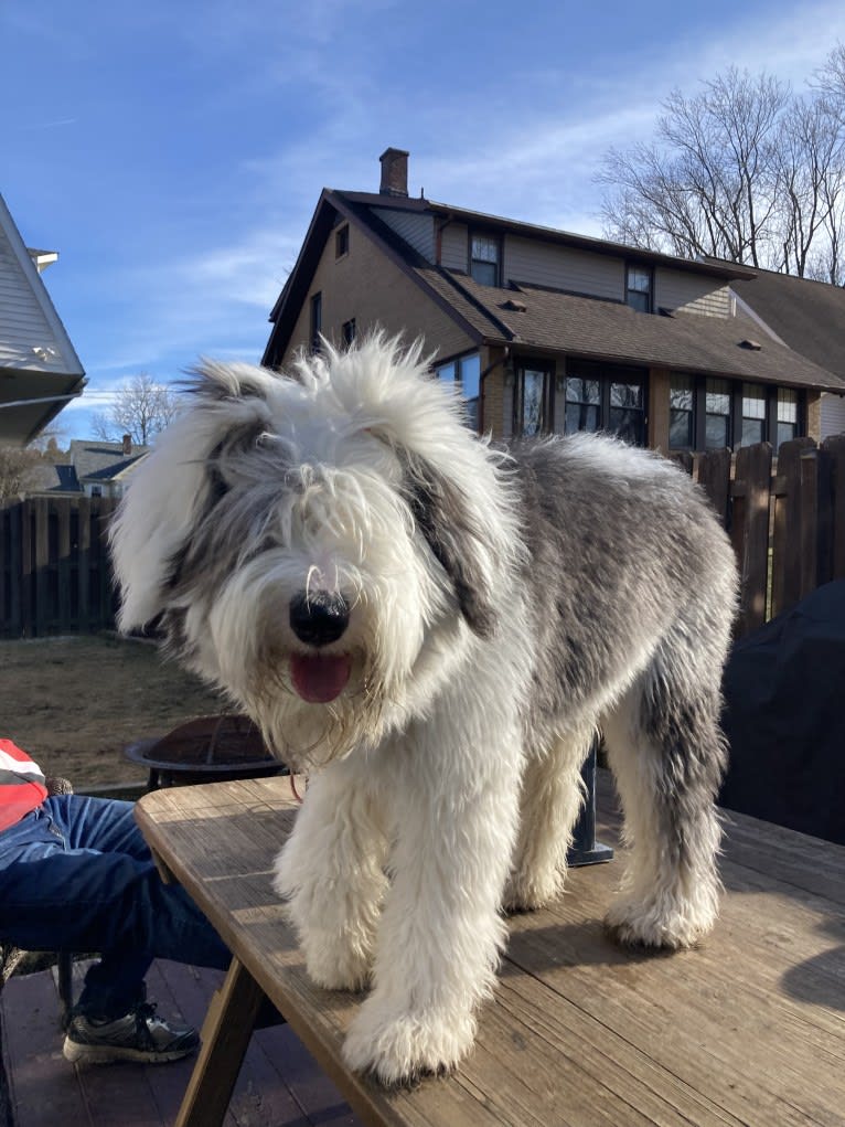 Indy, an Old English Sheepdog tested with EmbarkVet.com