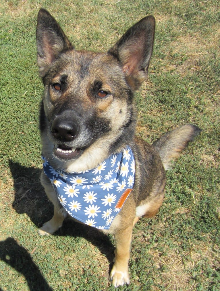 Halo, a Belgian Malinois and Siberian Husky mix tested with EmbarkVet.com