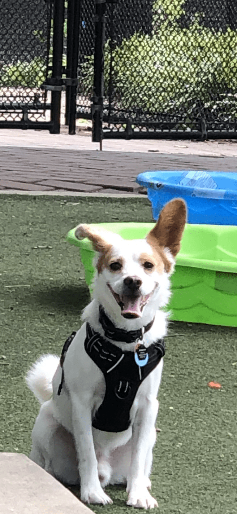 Jasper Chet, a Japanese or Korean Village Dog tested with EmbarkVet.com