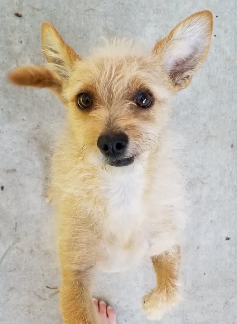 Toby, a Chihuahua and Poodle (Small) mix tested with EmbarkVet.com