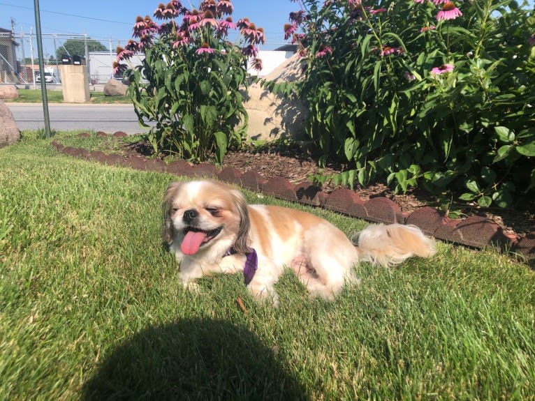 Baxter, a Pekingese and Japanese Chin mix tested with EmbarkVet.com