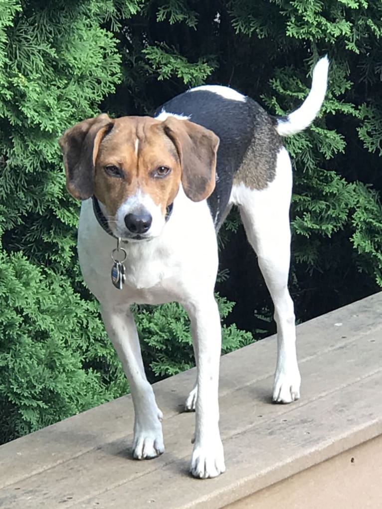 Georgia, a Beagle and Staffordshire Terrier mix tested with EmbarkVet.com