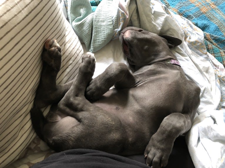 Hana, a Cane Corso tested with EmbarkVet.com