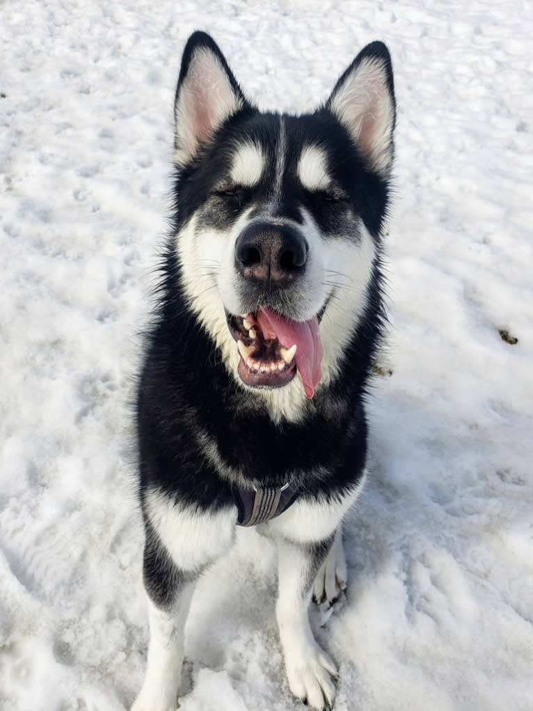 Artemis, an Alaskan Malamute tested with EmbarkVet.com