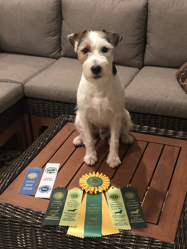 Ghost, a Russell-type Terrier tested with EmbarkVet.com