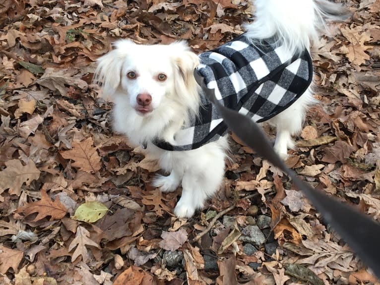 Finley, an Arabian Village Dog and Pekingese mix tested with EmbarkVet.com