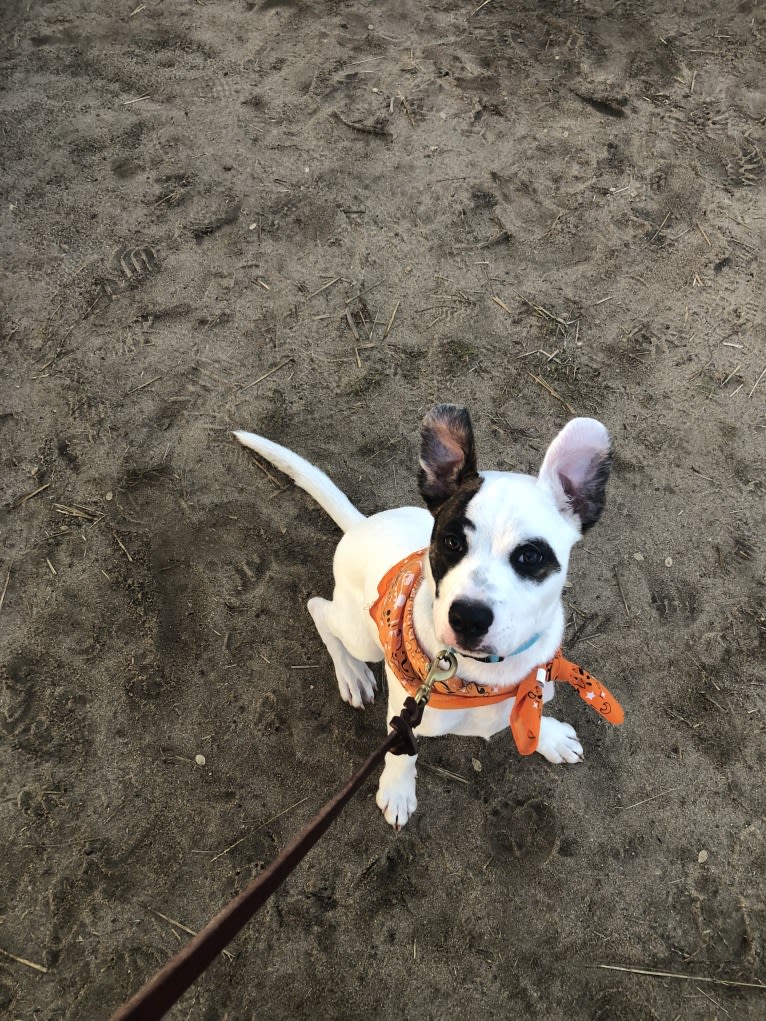 River, an American Pit Bull Terrier and Australian Cattle Dog mix tested with EmbarkVet.com