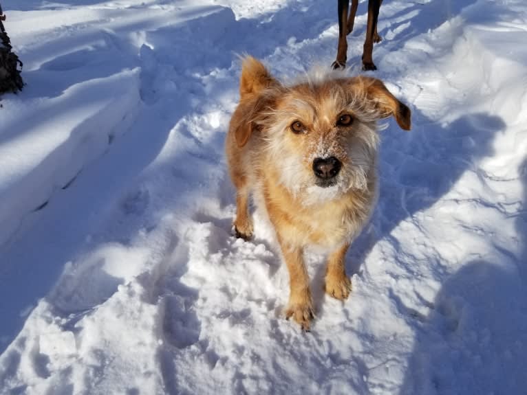 Cali, a Lhasa Apso and Beagle mix tested with EmbarkVet.com