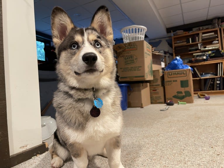 Brooks K. Crowley, a Siberian Husky and Pembroke Welsh Corgi mix tested with EmbarkVet.com