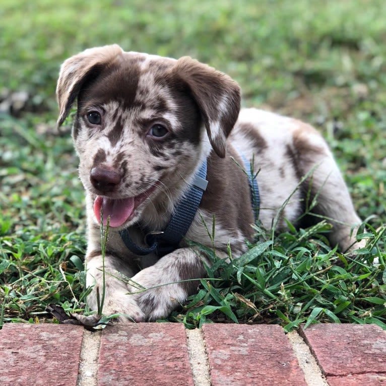 Davey Jones, an American Pit Bull Terrier and Labrador Retriever mix tested with EmbarkVet.com