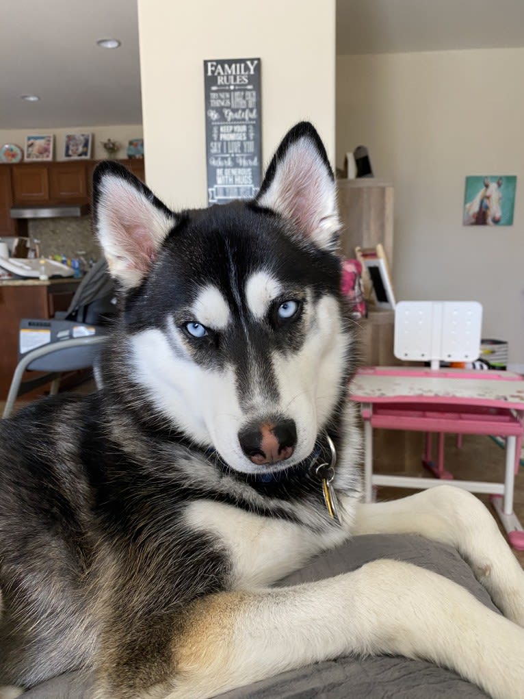 Shasta, a Siberian Husky tested with EmbarkVet.com